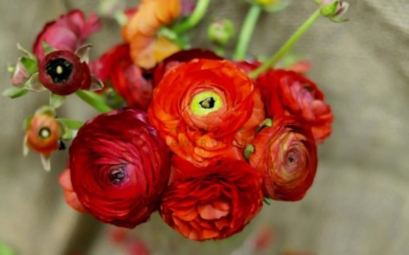 Hoa mao lương đỏ đại diện cho tình yêu nồng nàn