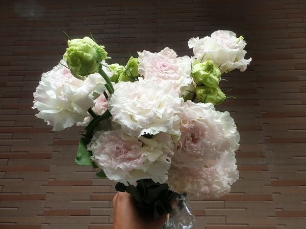 Những cành hoa cát tường xoăn nở bung chưng nhà đẹp