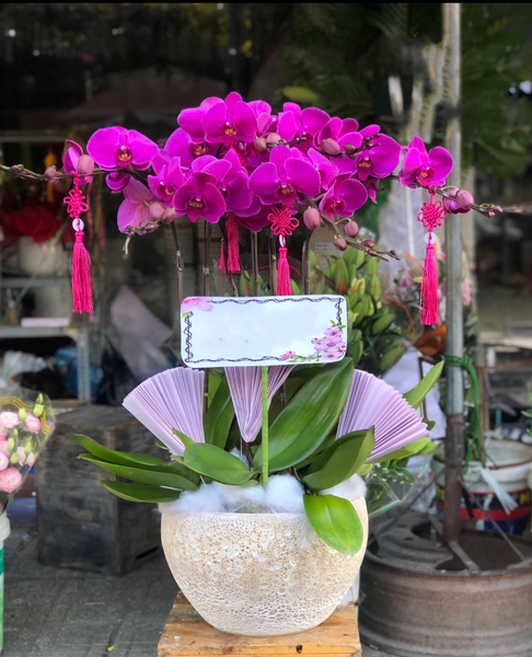 Chậu Hoa Lan Hồ Điệp Tím - LHĐ96