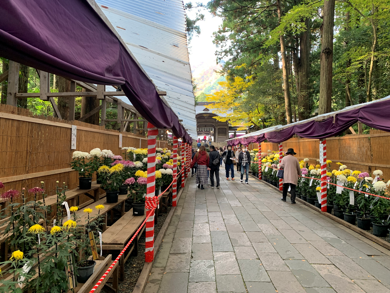 Mùa cúc châu Á vào vụ: Lễ hội hoa cúc Nhật Bản (Kiku Matsuri) chuẩn bị khoe sắc